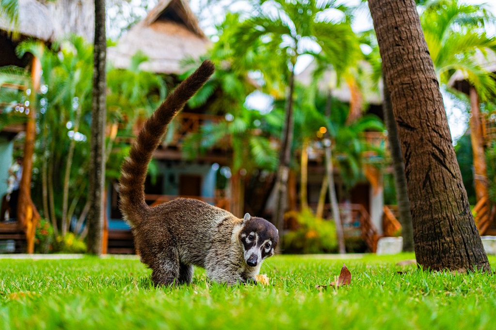 Mahekal Beach Resort, un hotel en Playa del Carmen único