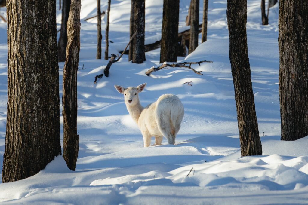 LD @ With Axie - Parc Oméga (7)