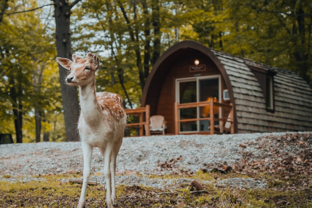 LD@Parc Omega - Hébergements (12)