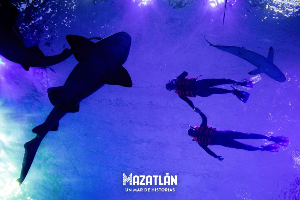 Aventura en Mazatlán: naturaleza, mar y vistas panorámicas