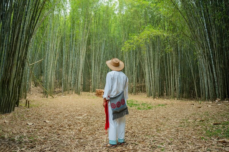 El bosque de bambú de Teziutlán, Pueblo Mágico de Puebla