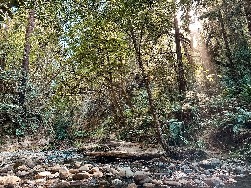 The Forest of Nisene Marks