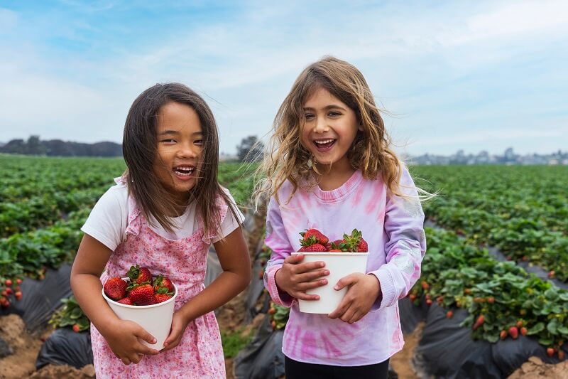 Carlsbad Strawberry Company