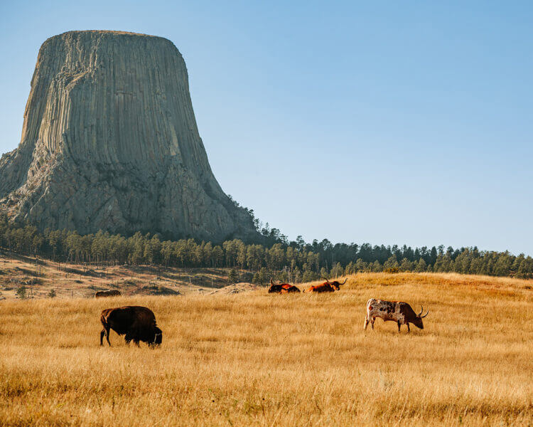 ¡Visita Wyoming! Vive la esencia del viejo oeste entre paisajes salvajes