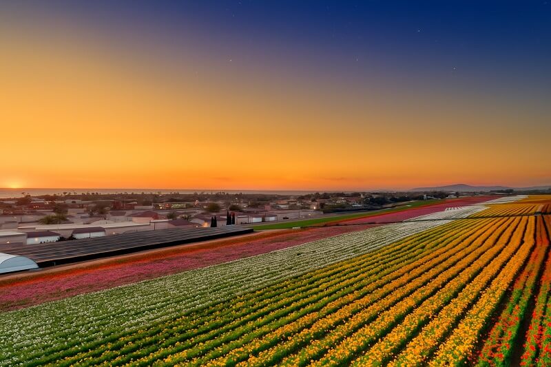 The Flower Fields at Carlsbad Ranch,